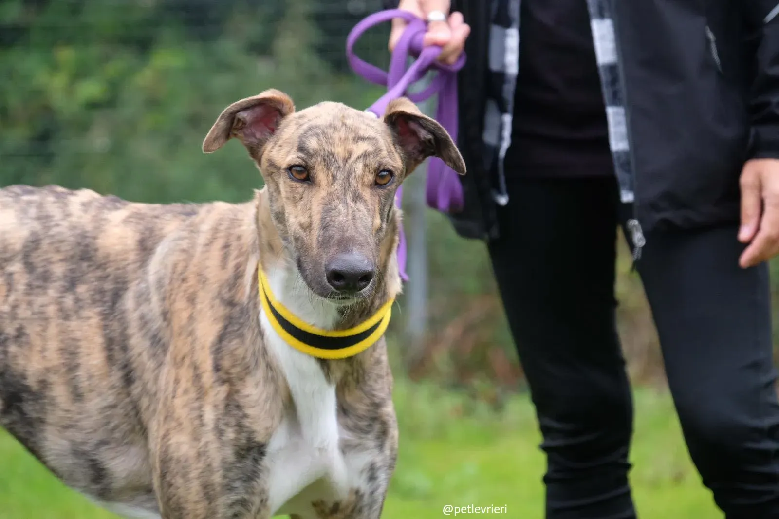 prince adozione greyhound 6