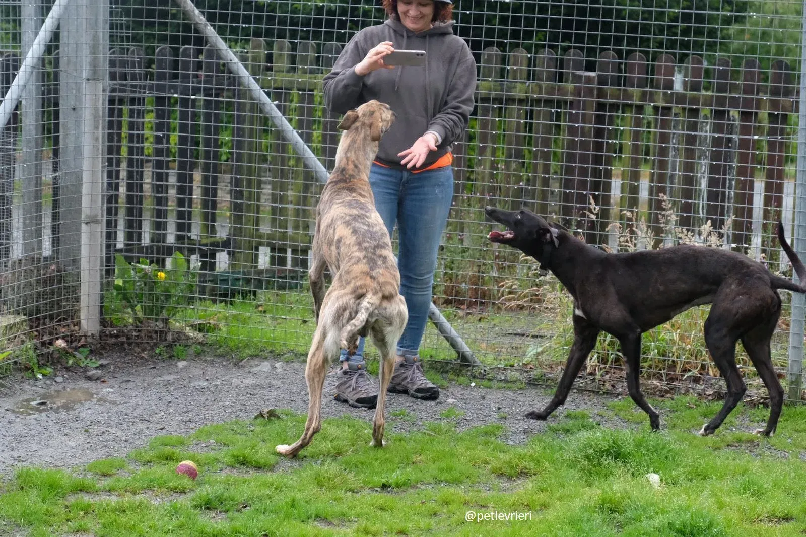 prince adozione greyhound 7