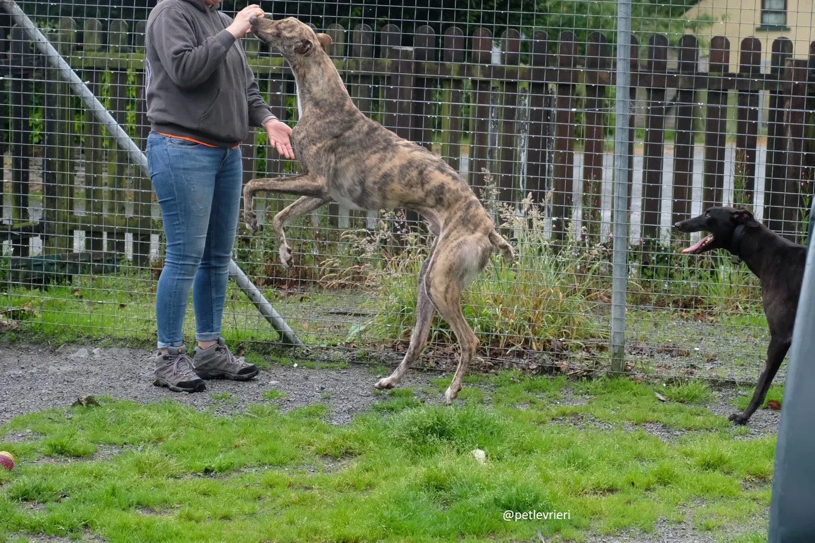 prince adozione greyhound 8