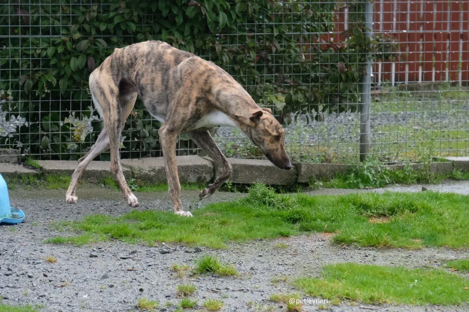prince adozione greyhound 9