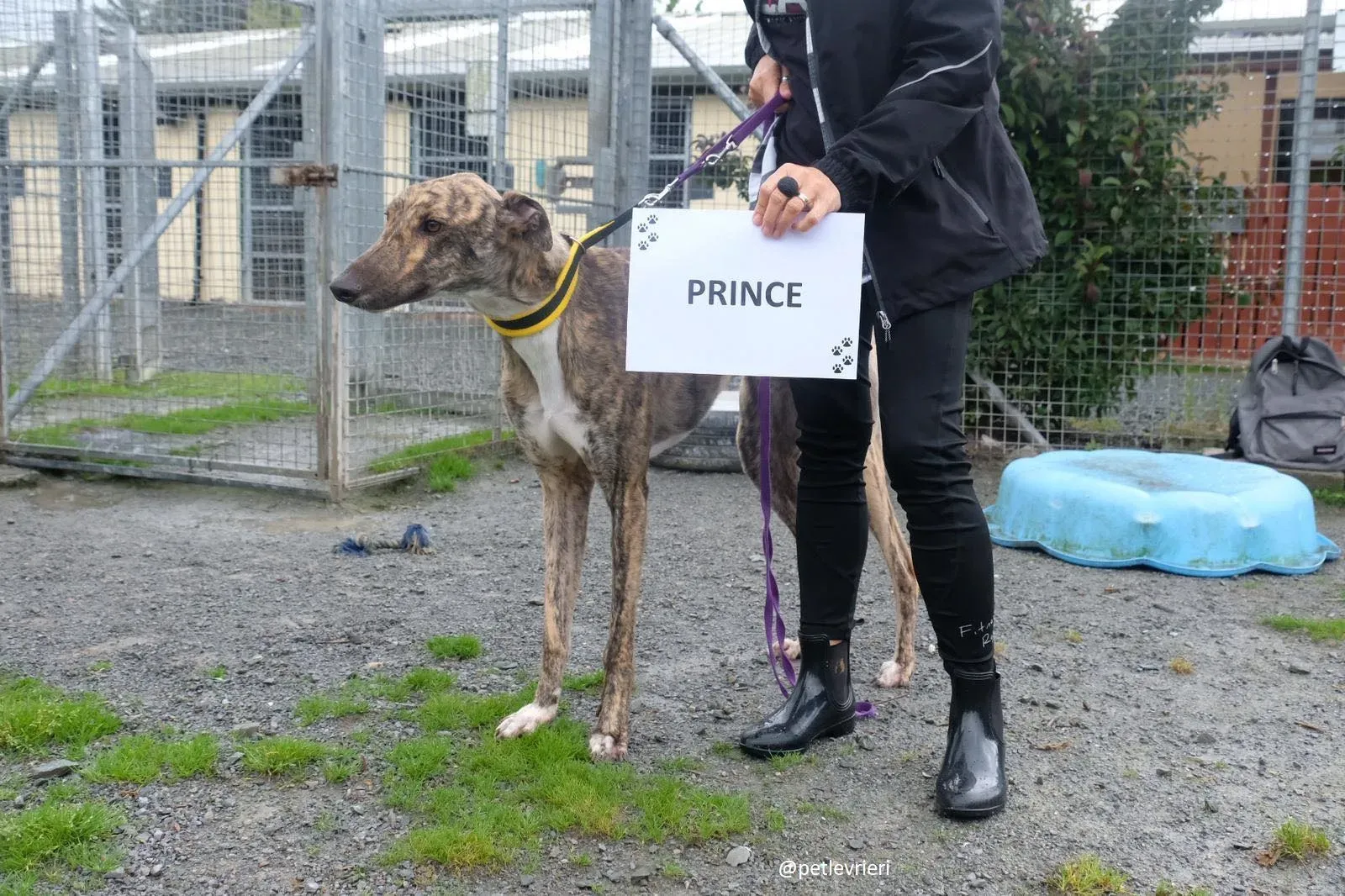 prince adozione greyhound