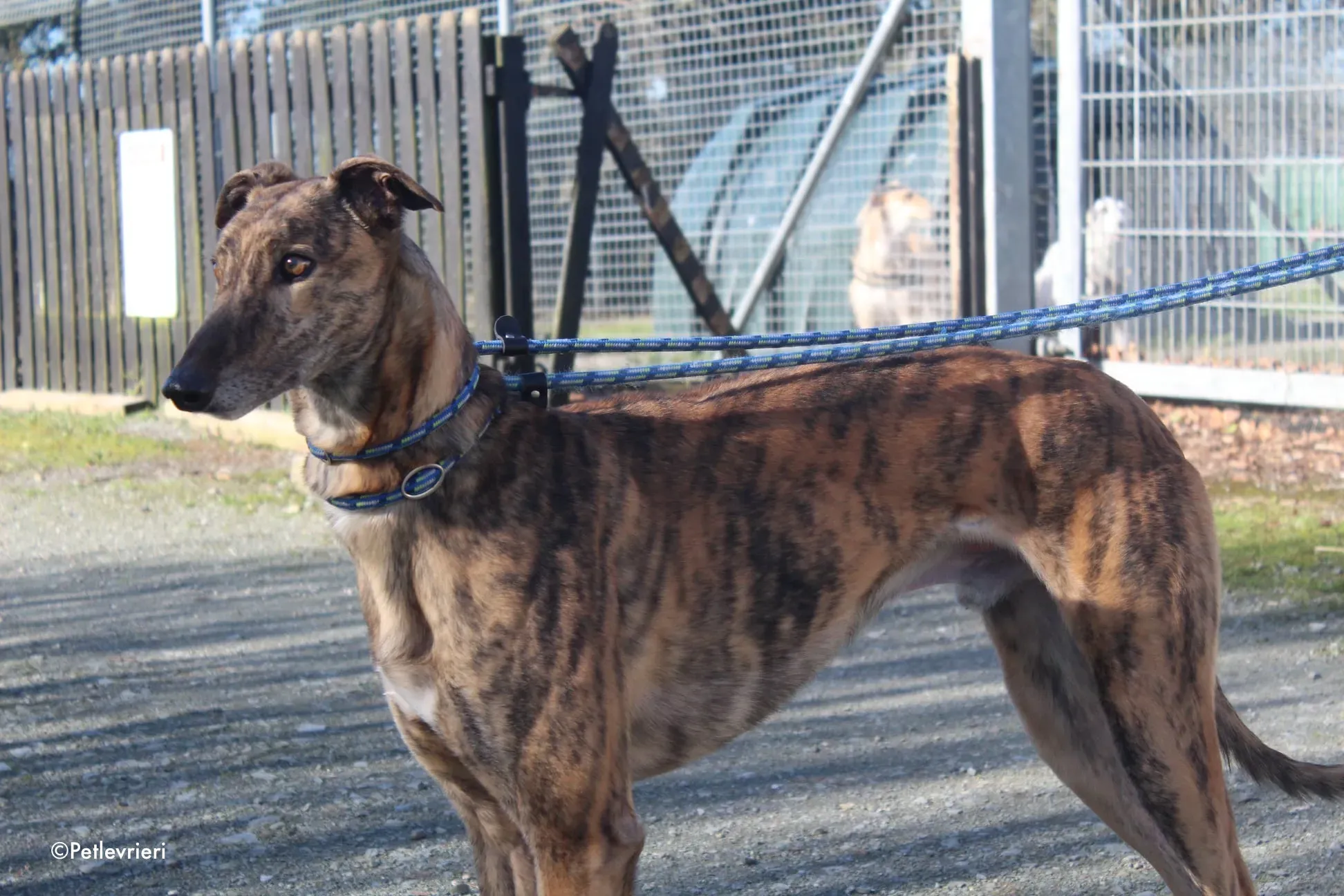 prince adozione levrieri greyhound 1 1