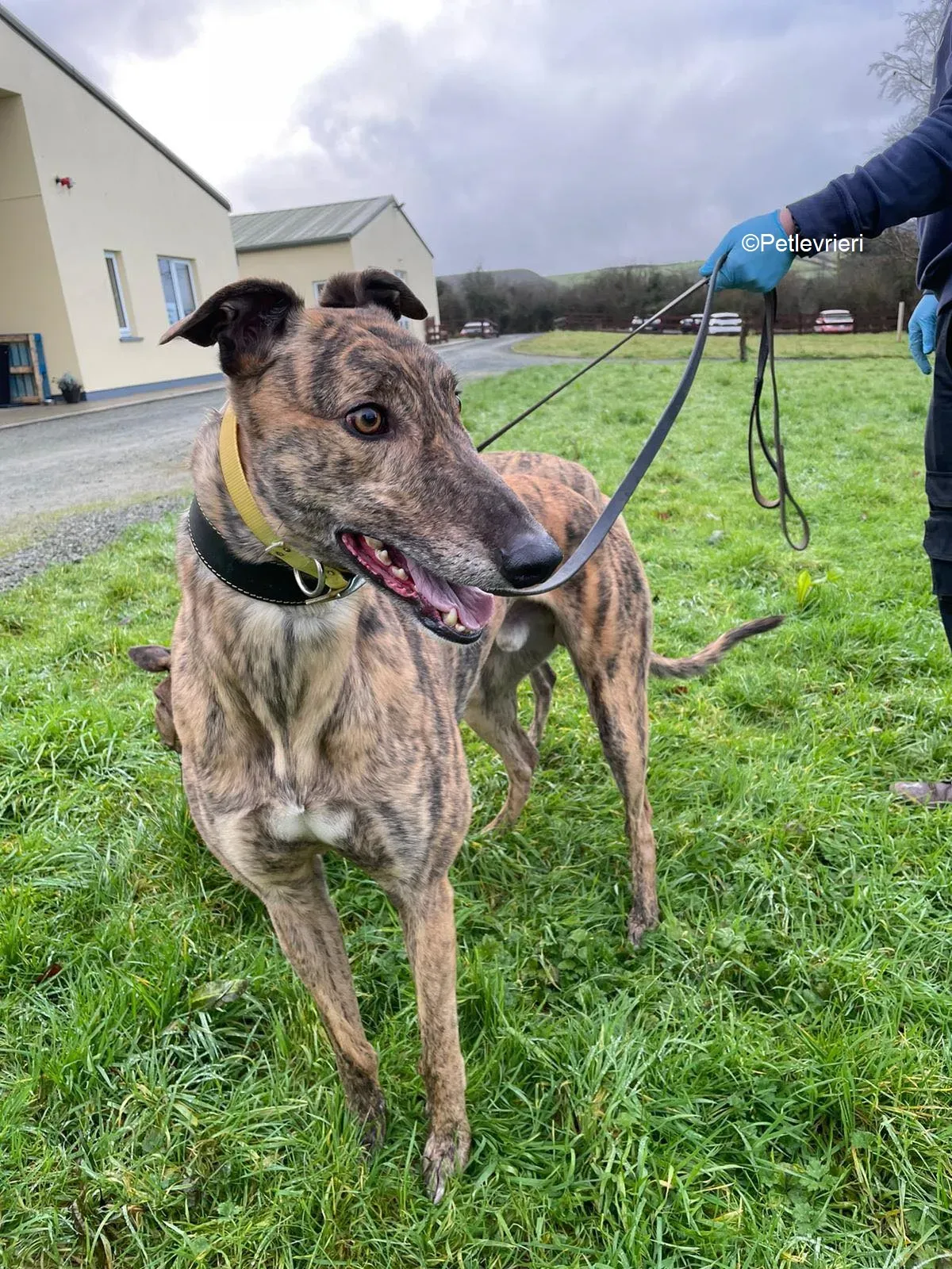 prince adozione levrieri greyhound 1