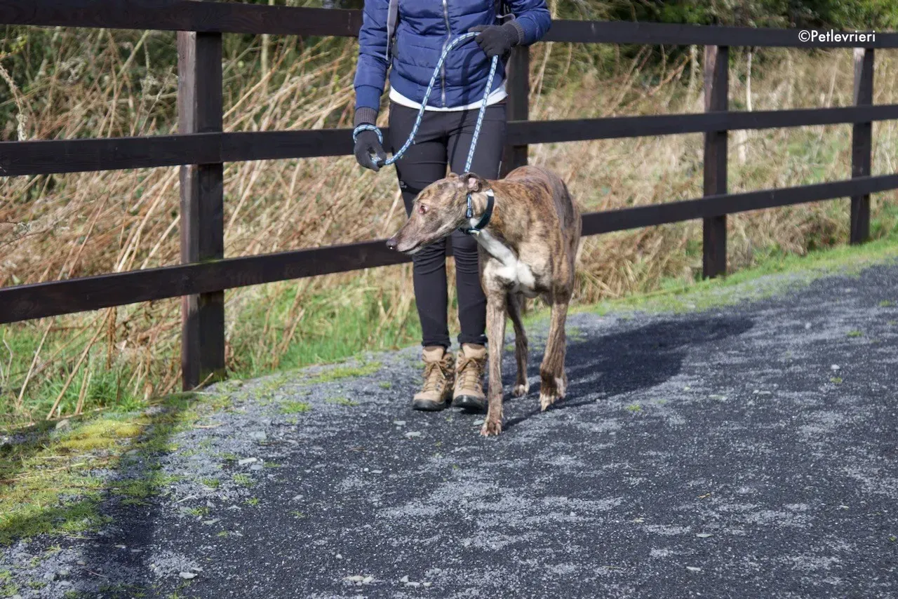 prince adozione levrieri greyhound 10