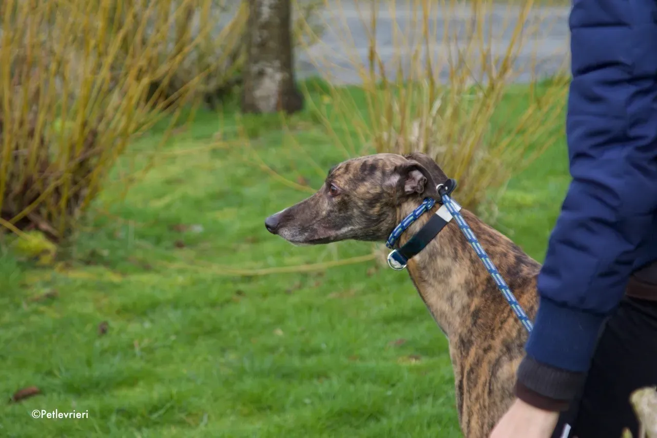prince adozione levrieri greyhound 13