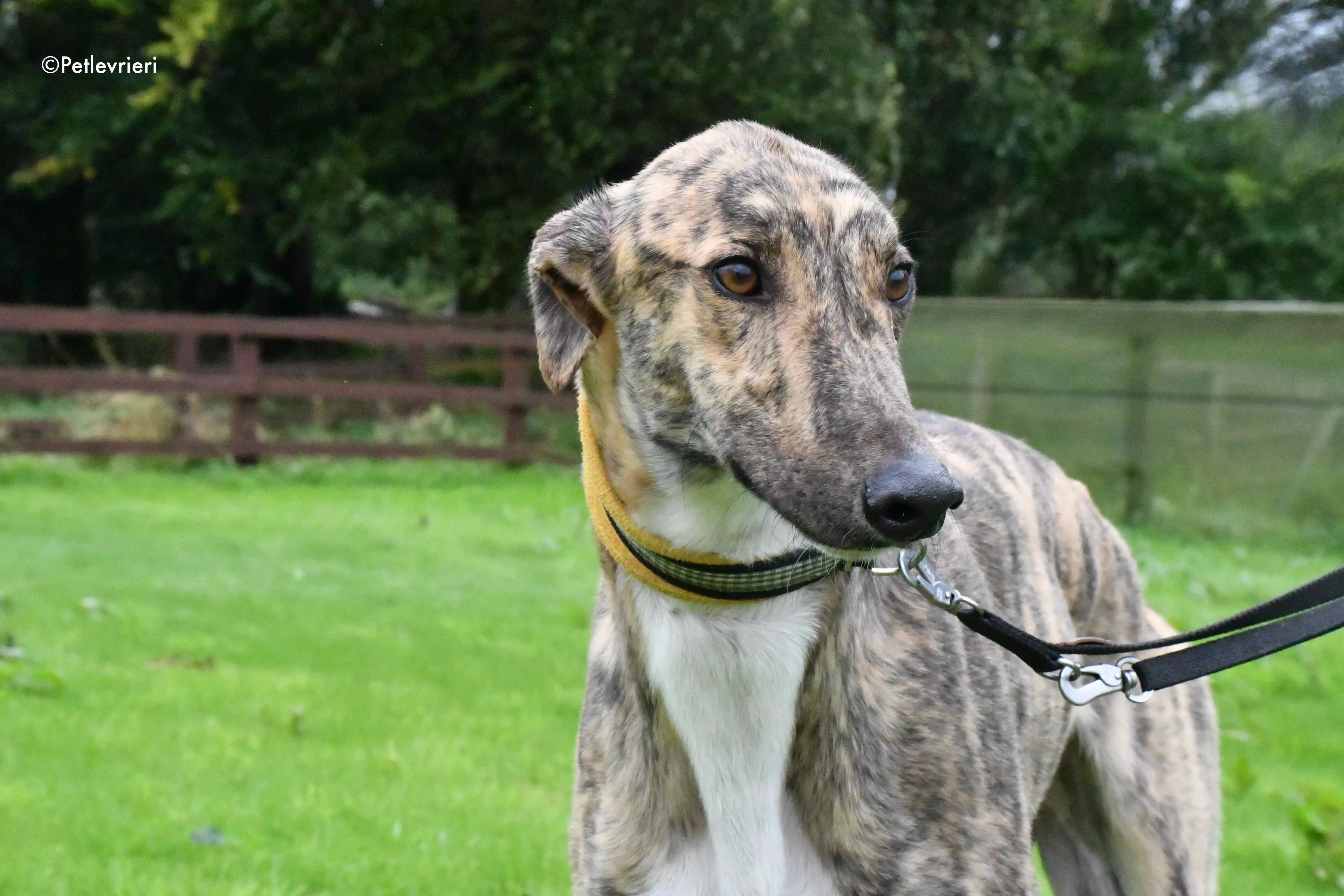 prince adozione levrieri greyhound 1