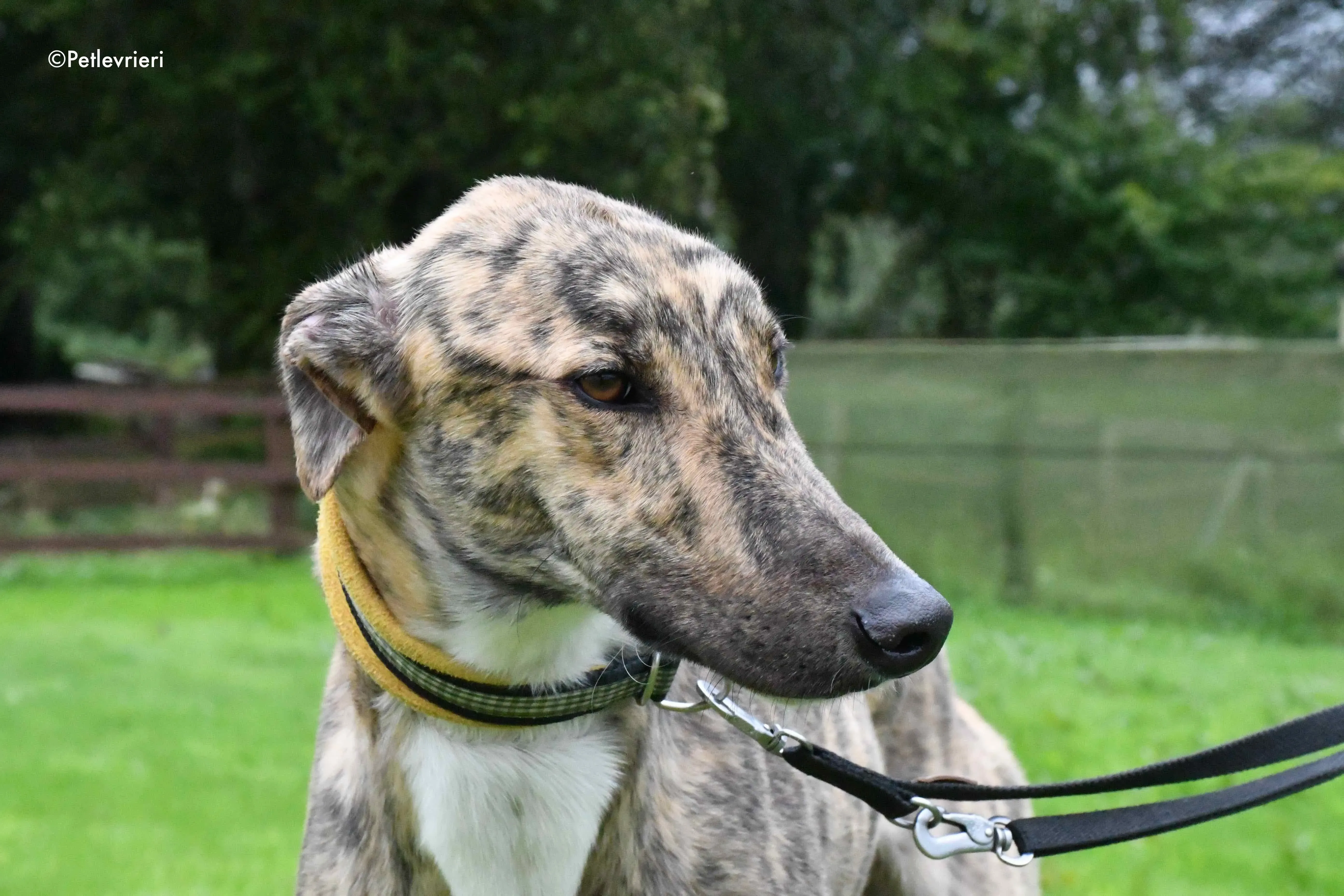 prince adozione levrieri greyhound 2