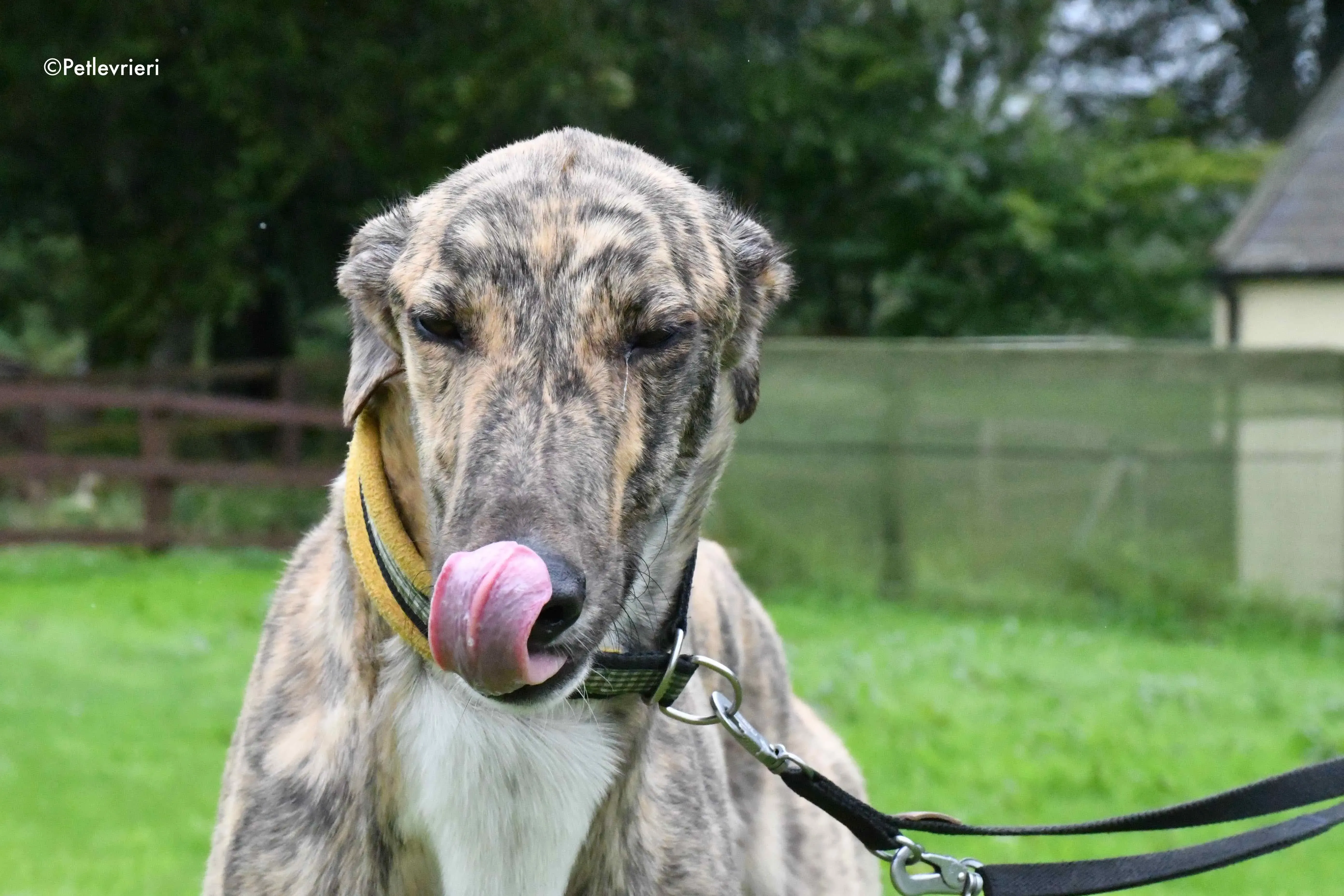 prince adozione levrieri greyhound 3