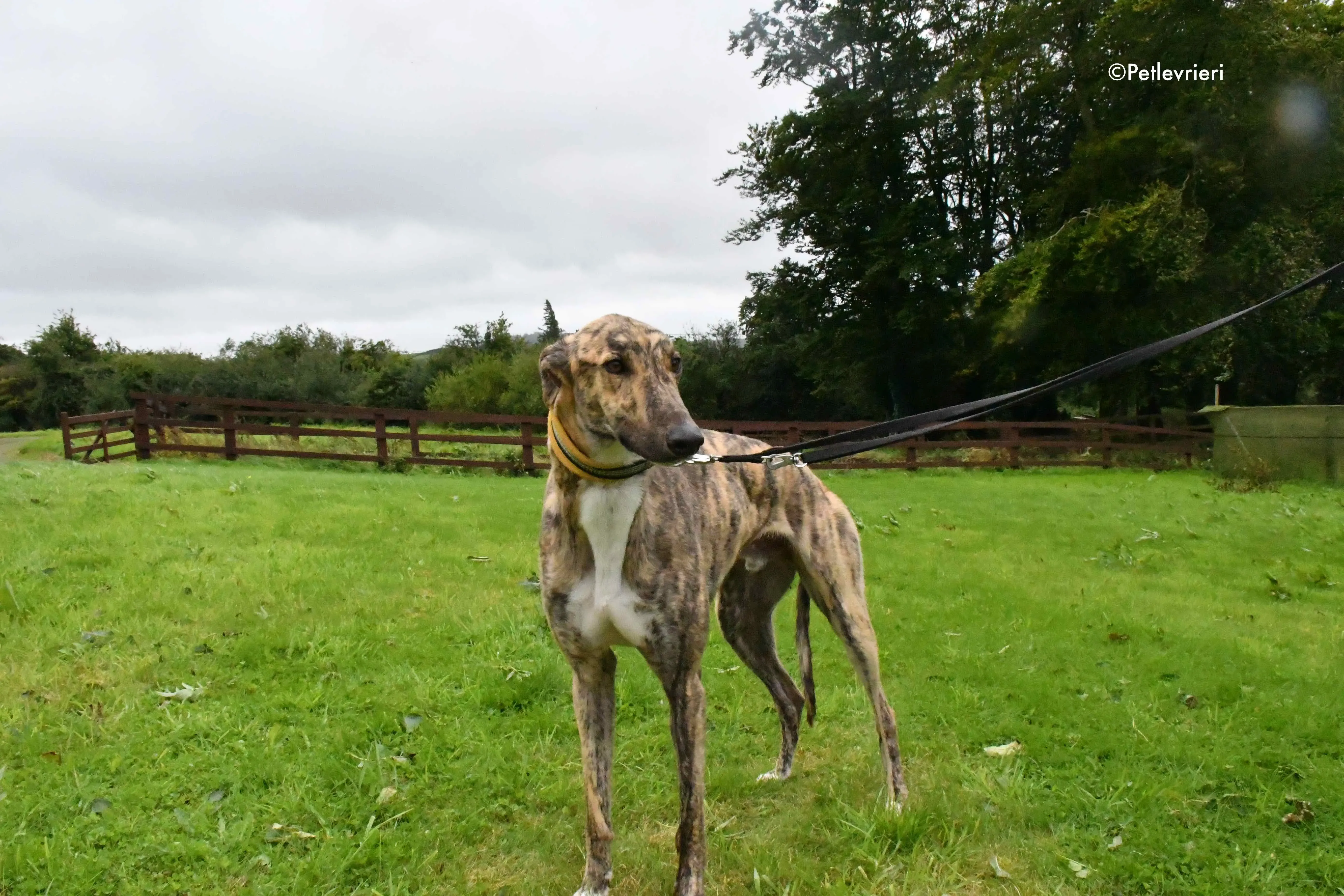 prince adozione levrieri greyhound 4