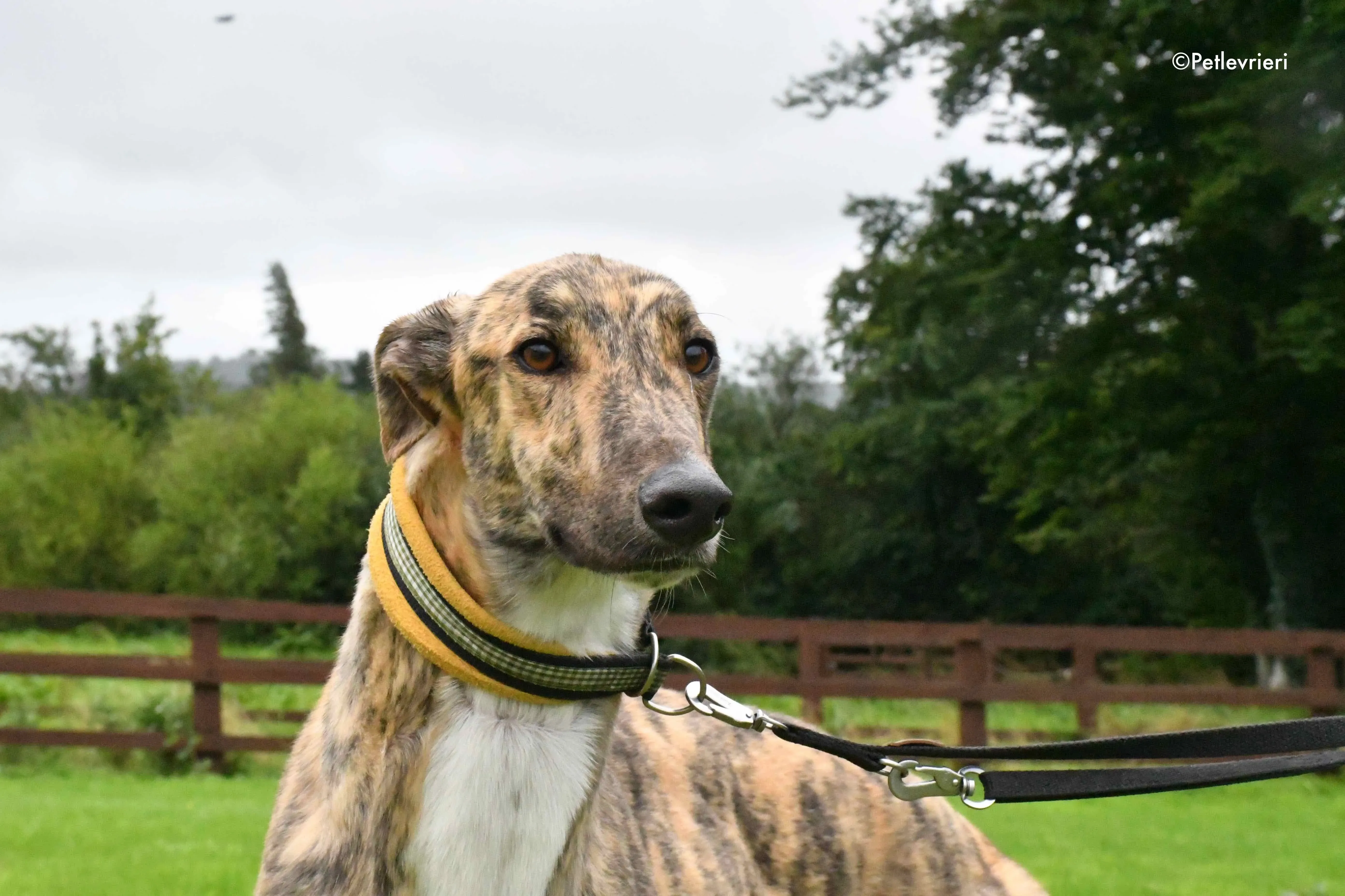 prince adozione levrieri greyhound 5