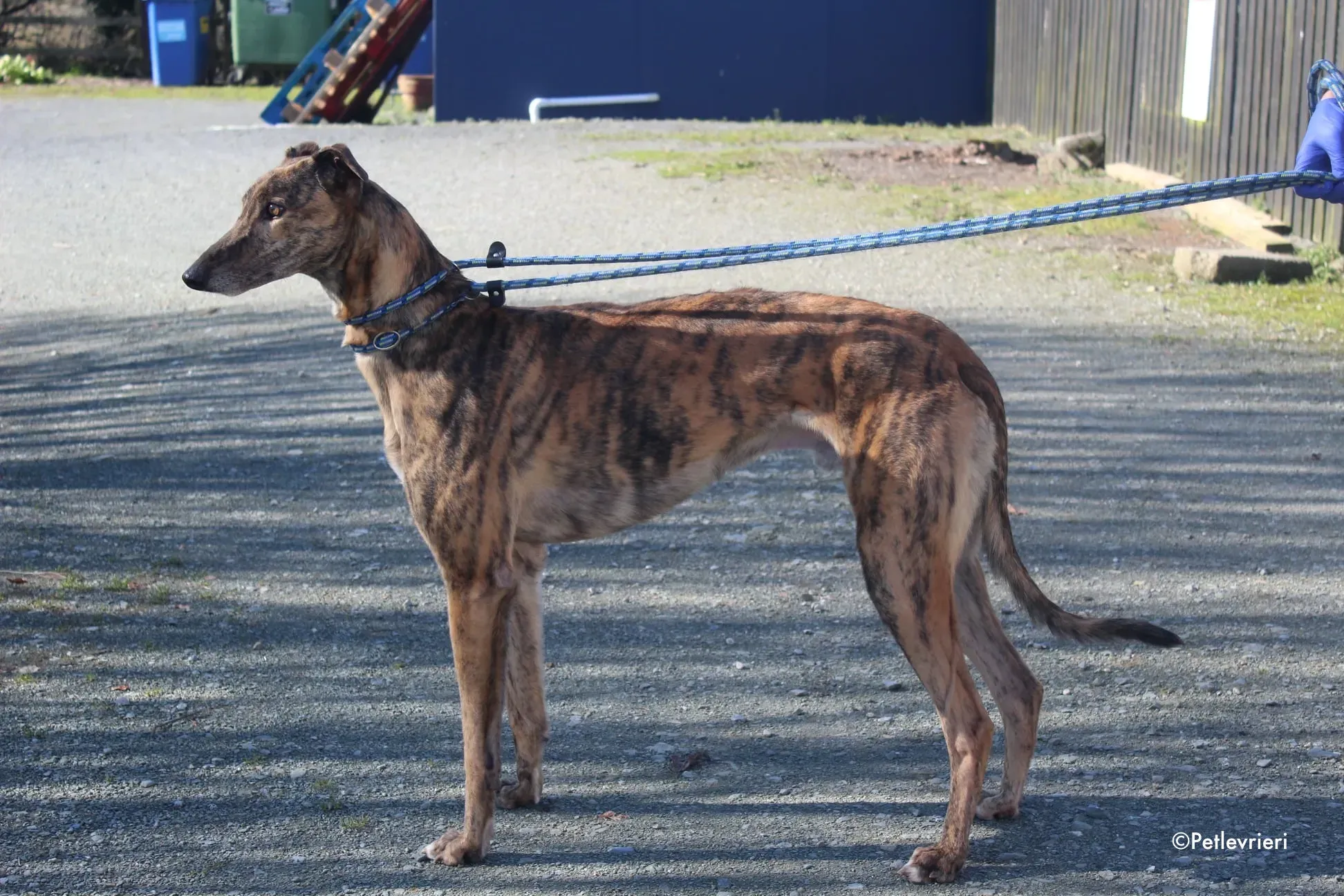 prince adozione levrieri greyhound 2 1