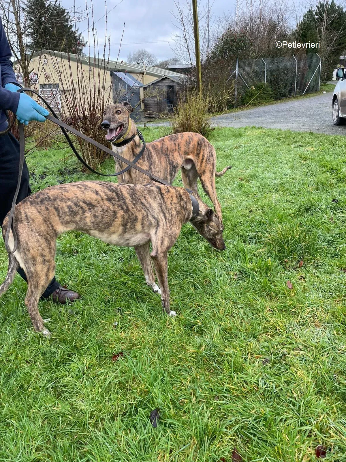 prince adozione levrieri greyhound 2