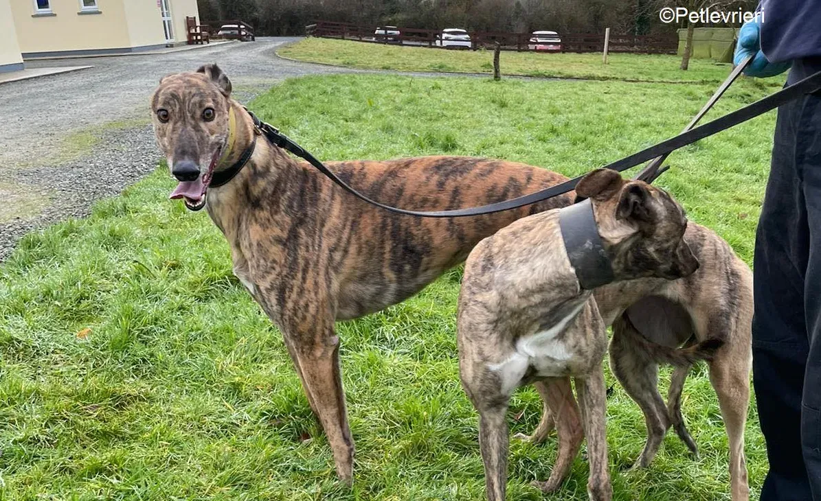 prince adozione levrieri greyhound 5