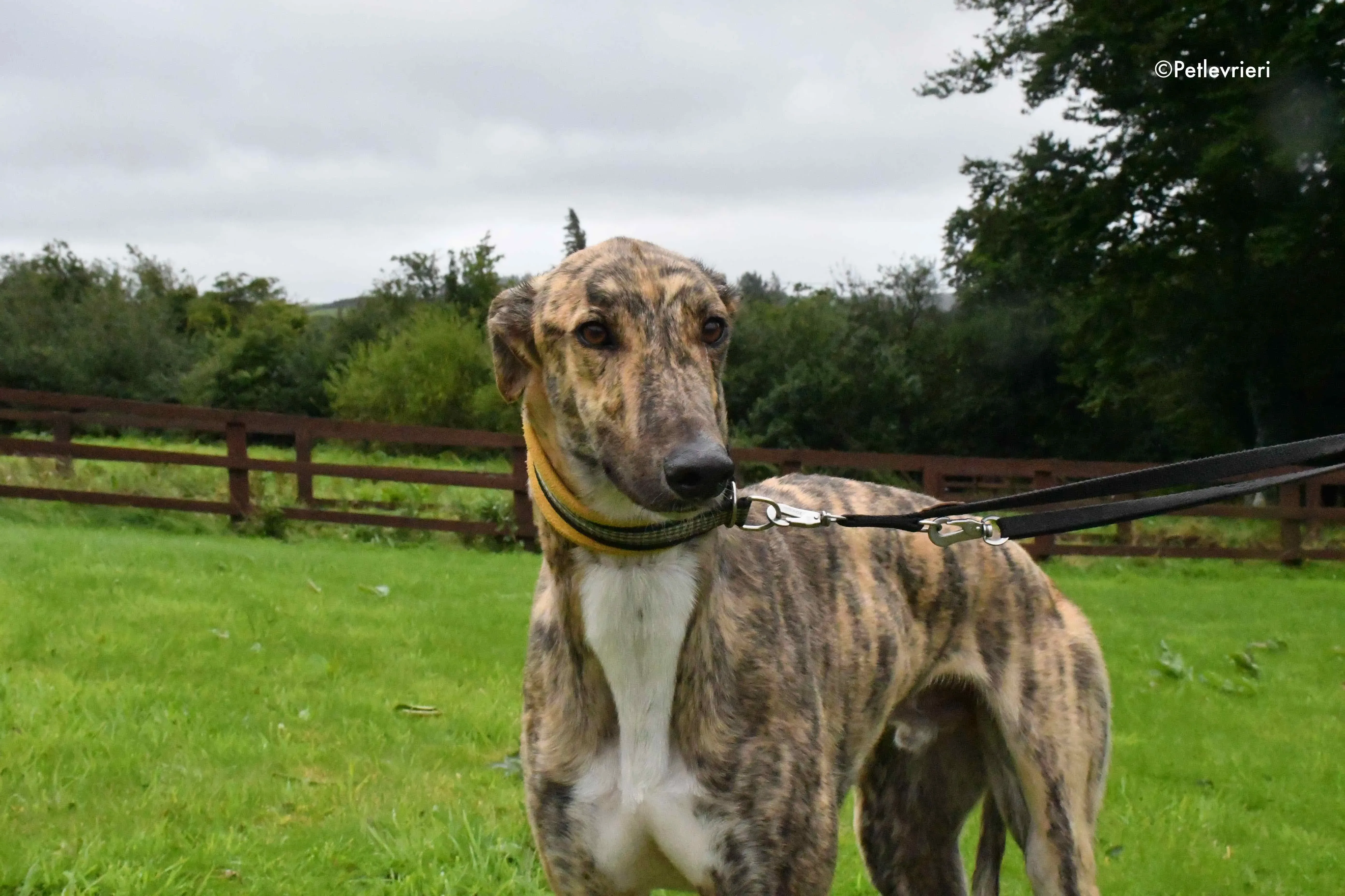 prince adozione levrieri greyhound 6