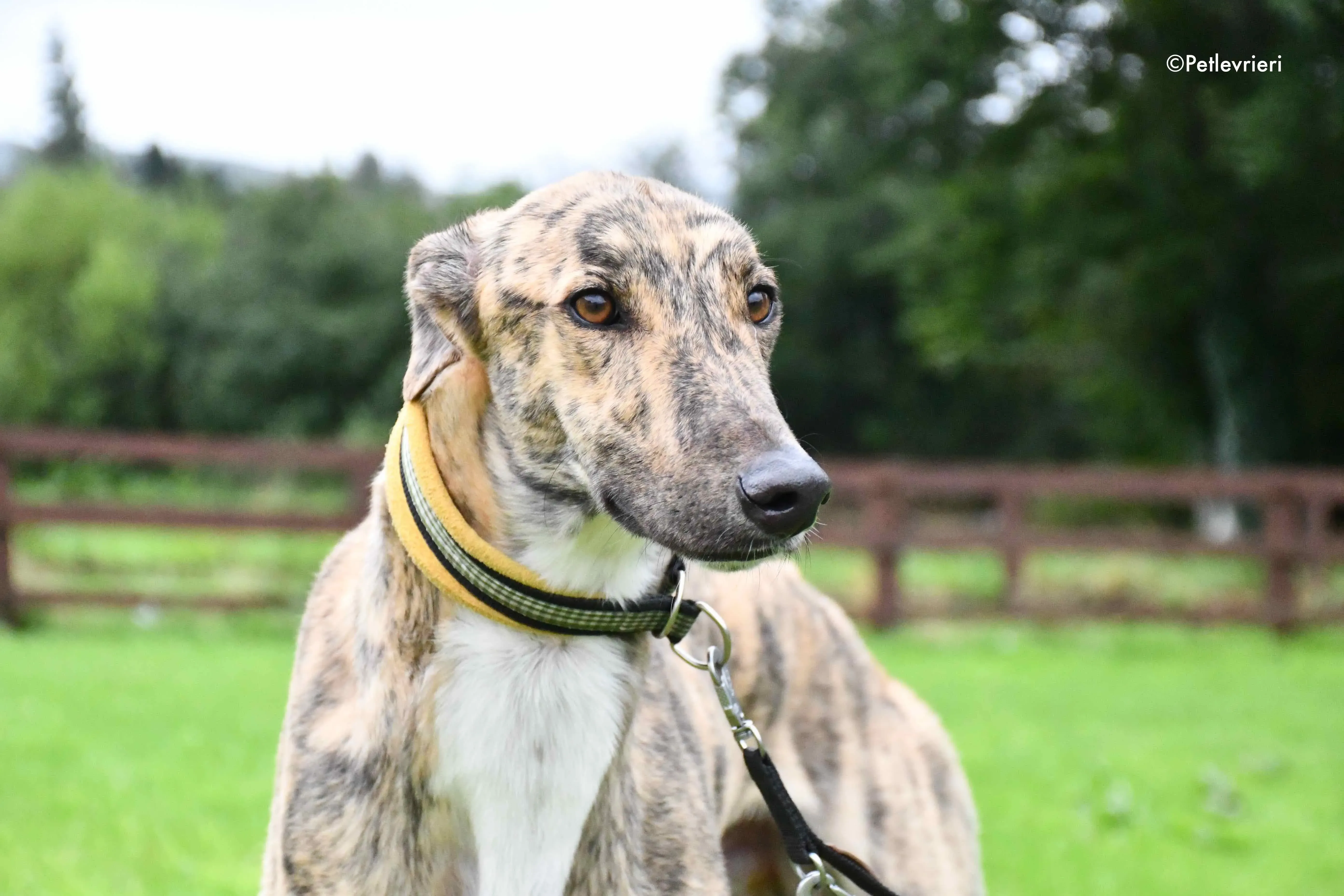 prince adozione levrieri greyhound 7