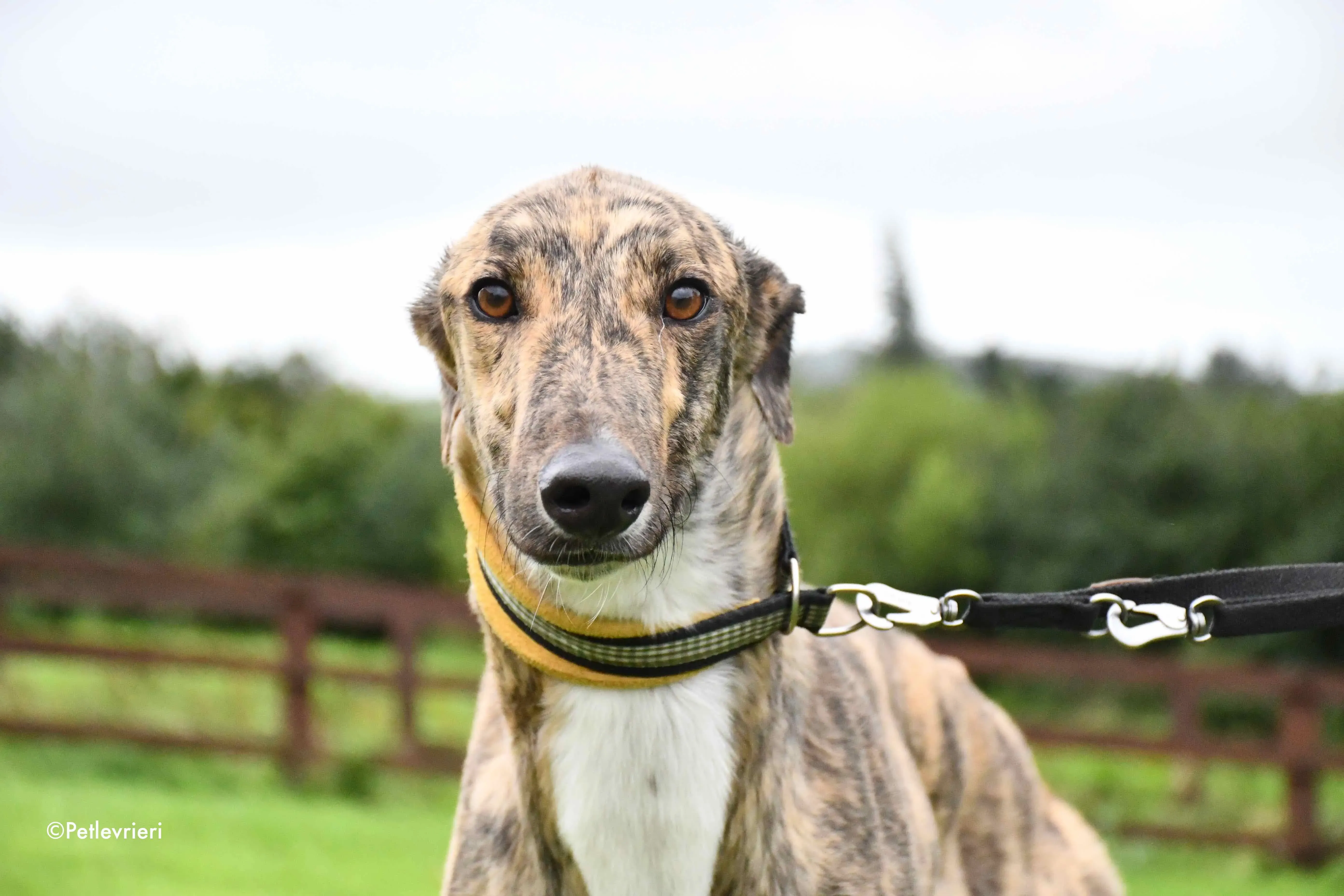 prince adozione levrieri greyhound 8