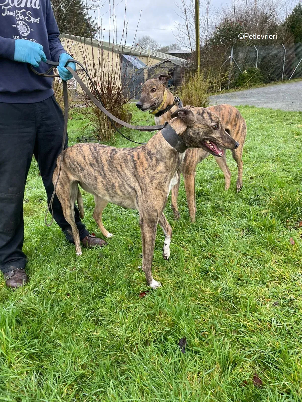 prince adozione levrieri greyhound 3