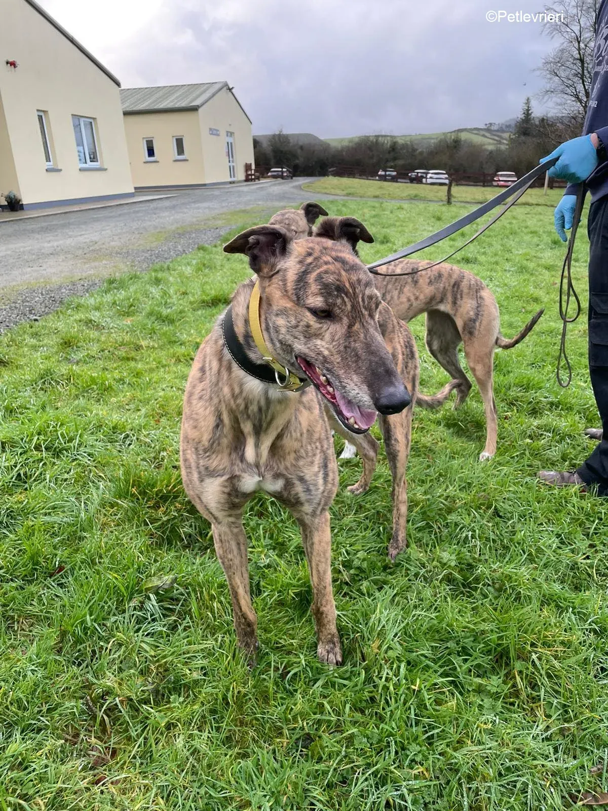 prince adozione levrieri greyhound 6