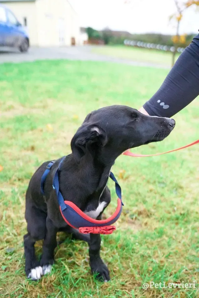 prince adozione lurcher 1