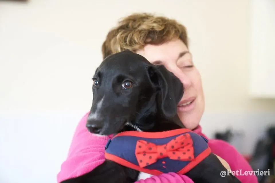 prince adozione lurcher 10