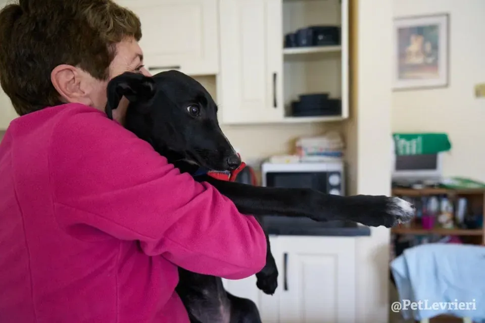 prince adozione lurcher 11