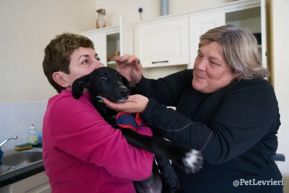 prince adozione lurcher 12