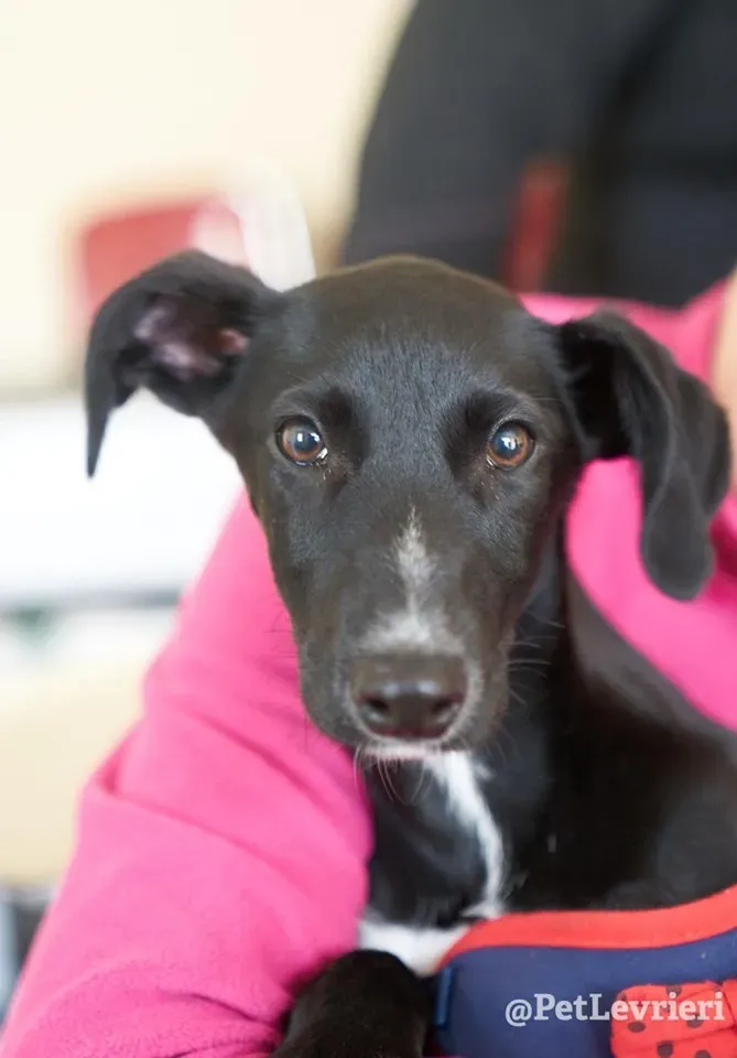 prince adozione lurcher 13