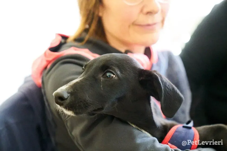 prince adozione lurcher 14