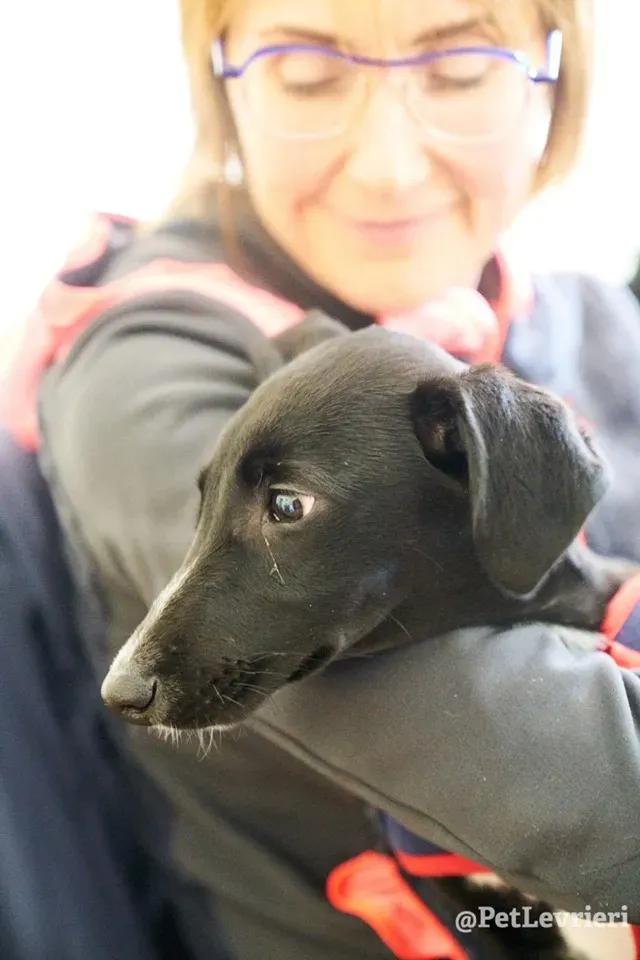 prince adozione lurcher 15