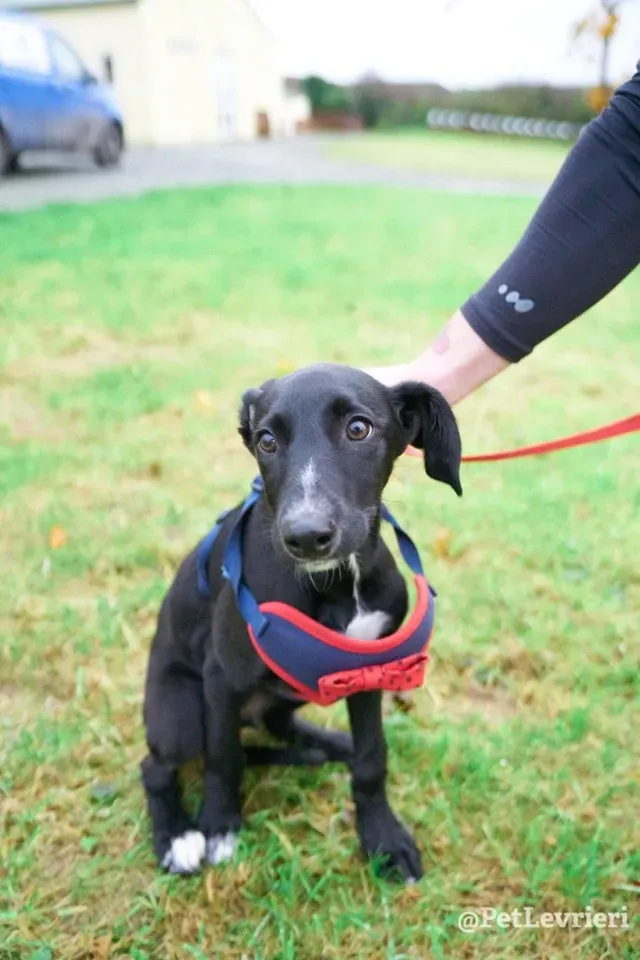 prince adozione lurcher 2