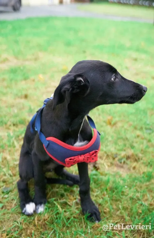 prince adozione lurcher 3