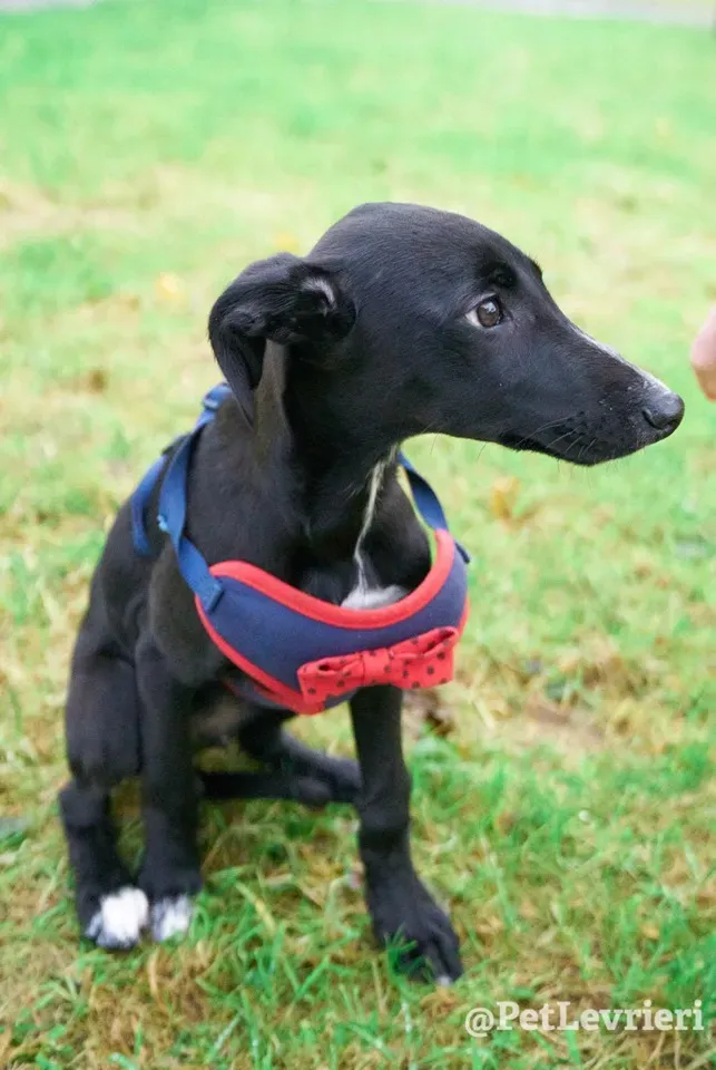 prince adozione lurcher 4