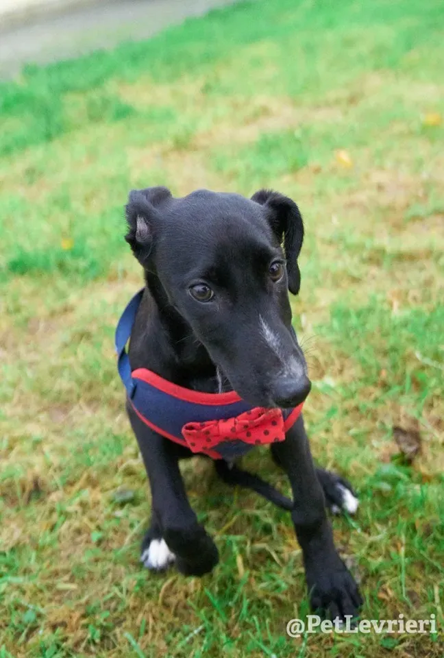 prince adozione lurcher 5