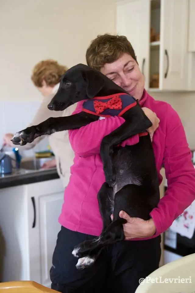 prince adozione lurcher 6