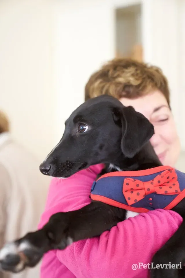 prince adozione lurcher 7