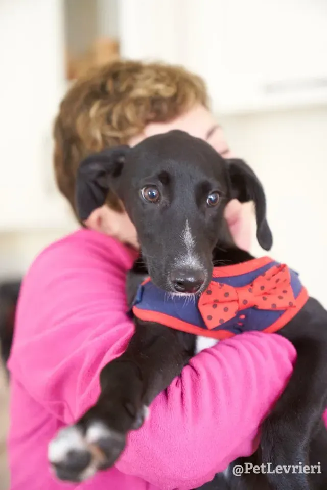 prince adozione lurcher 8