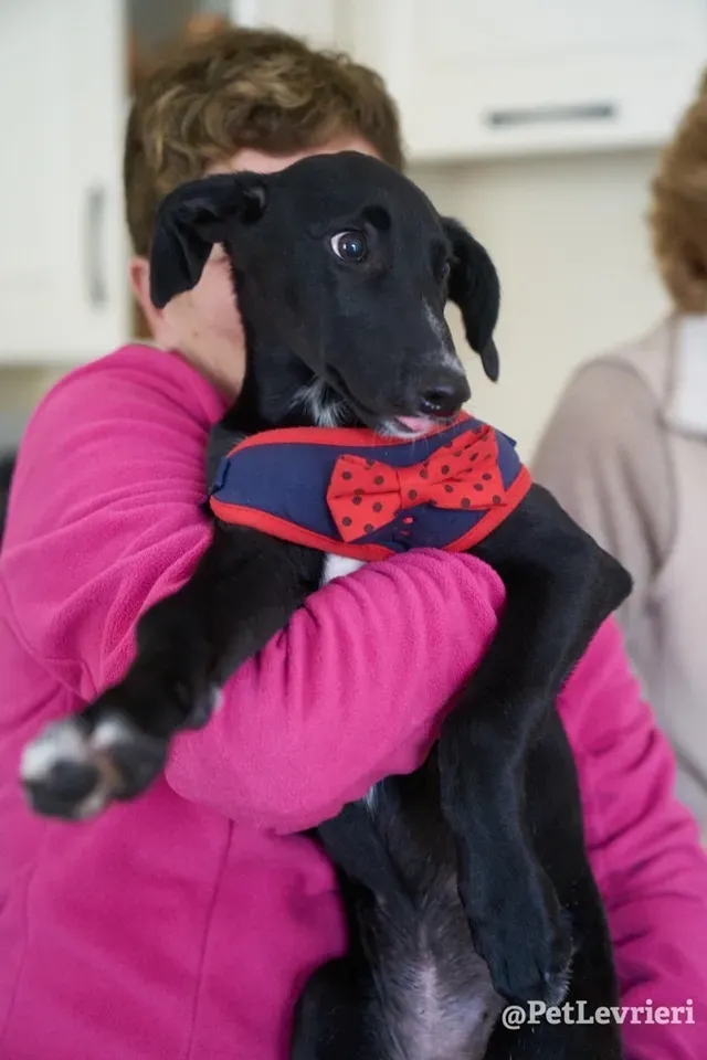 prince adozione lurcher 9