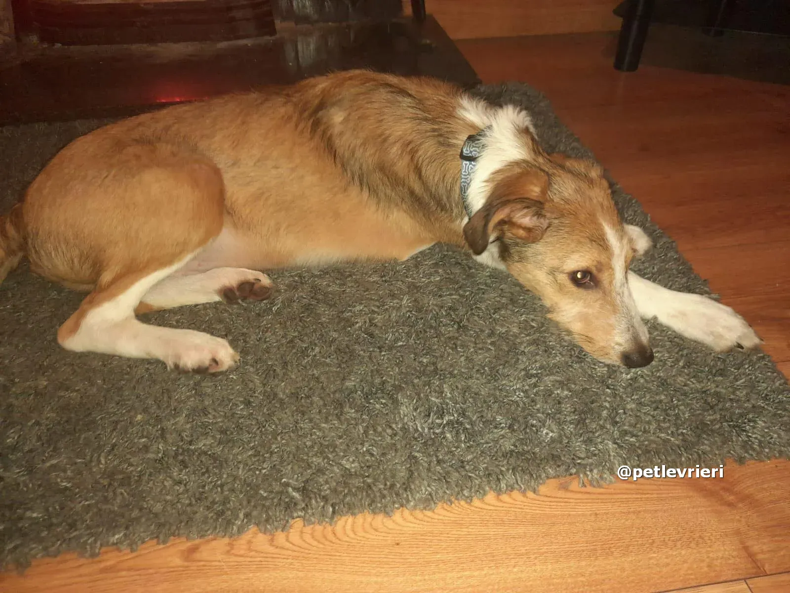 prince adozione lurcher saluki pet levrieri 01