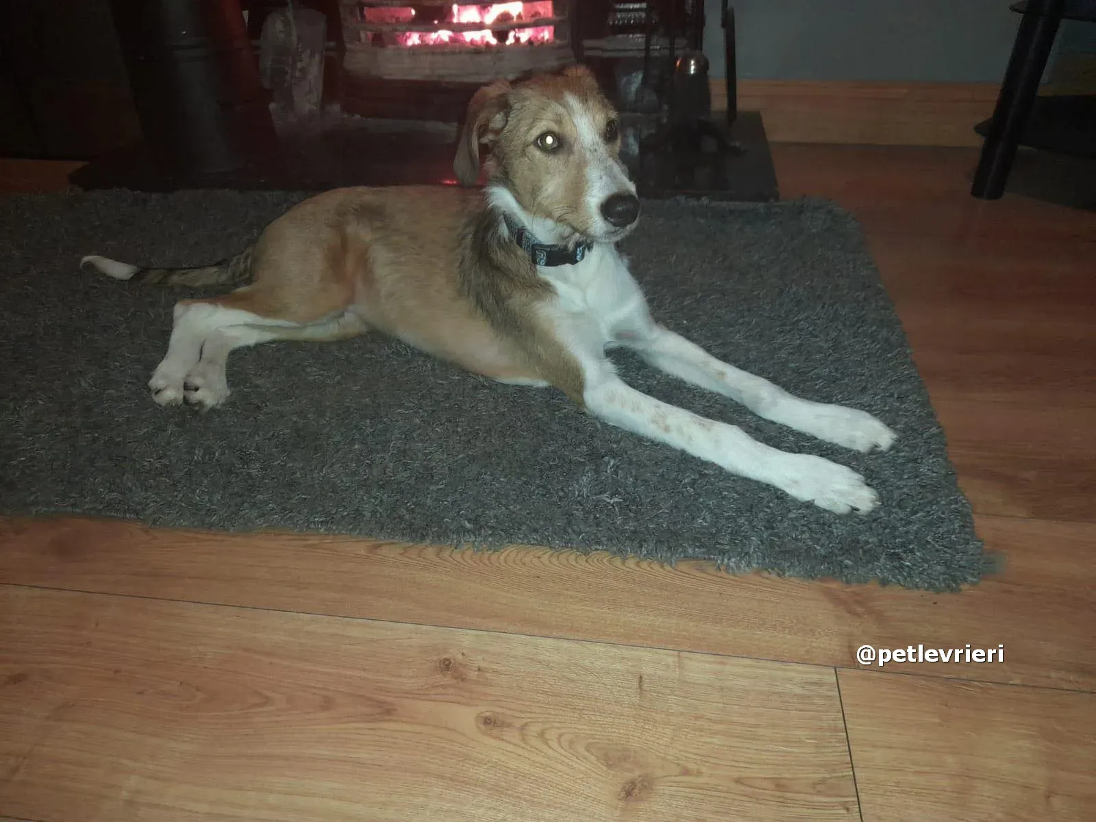 prince adozione lurcher saluki pet levrieri 02