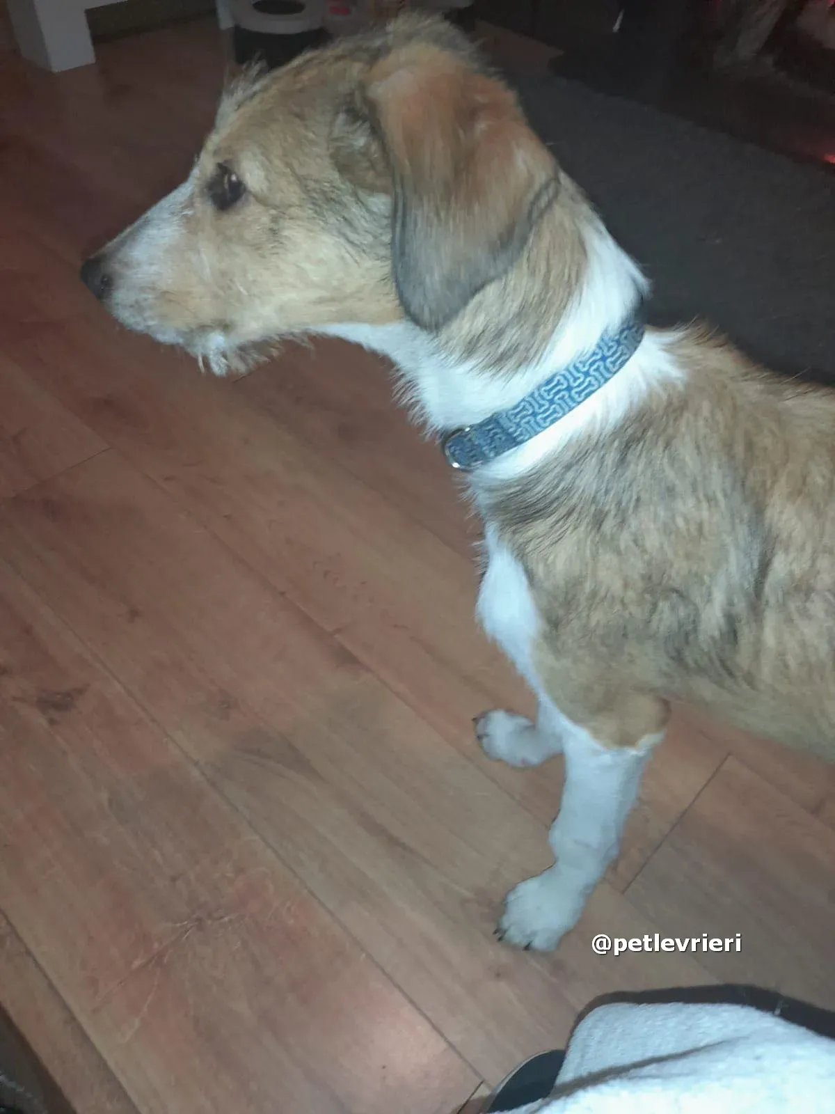 prince adozione lurcher saluki pet levrieri 03