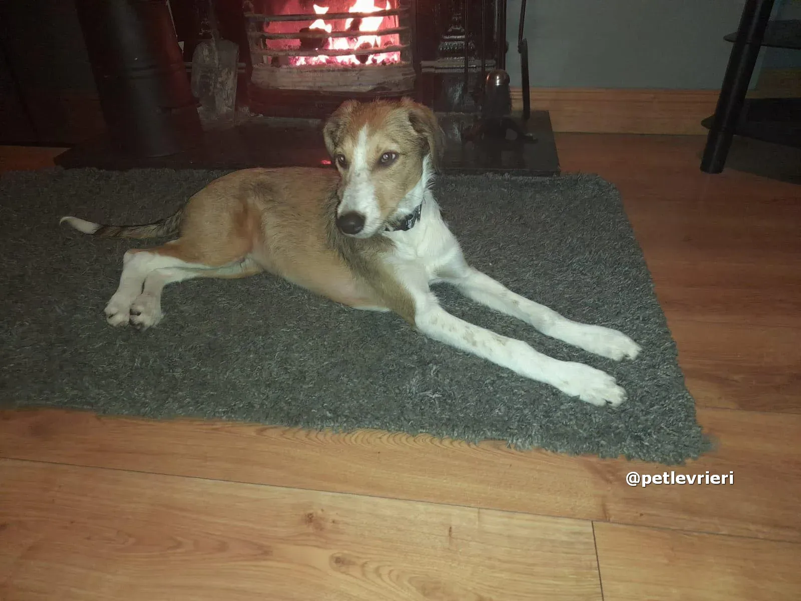 prince adozione lurcher saluki pet levrieri 04