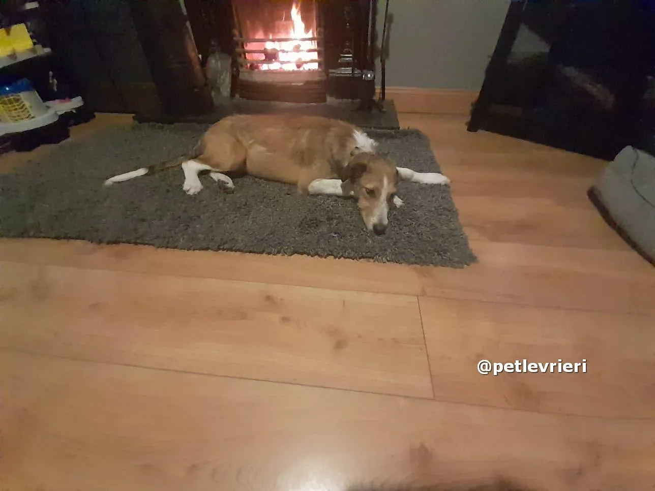 prince adozione lurcher saluki pet levrieri 05