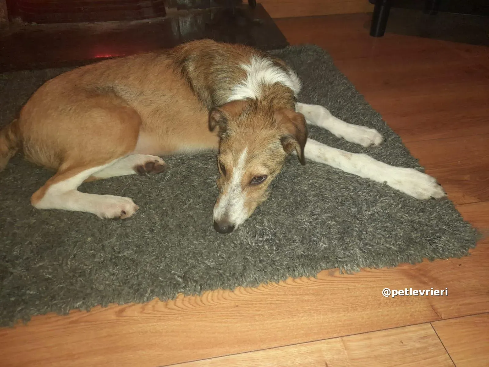 prince adozione lurcher saluki pet levrieri 06