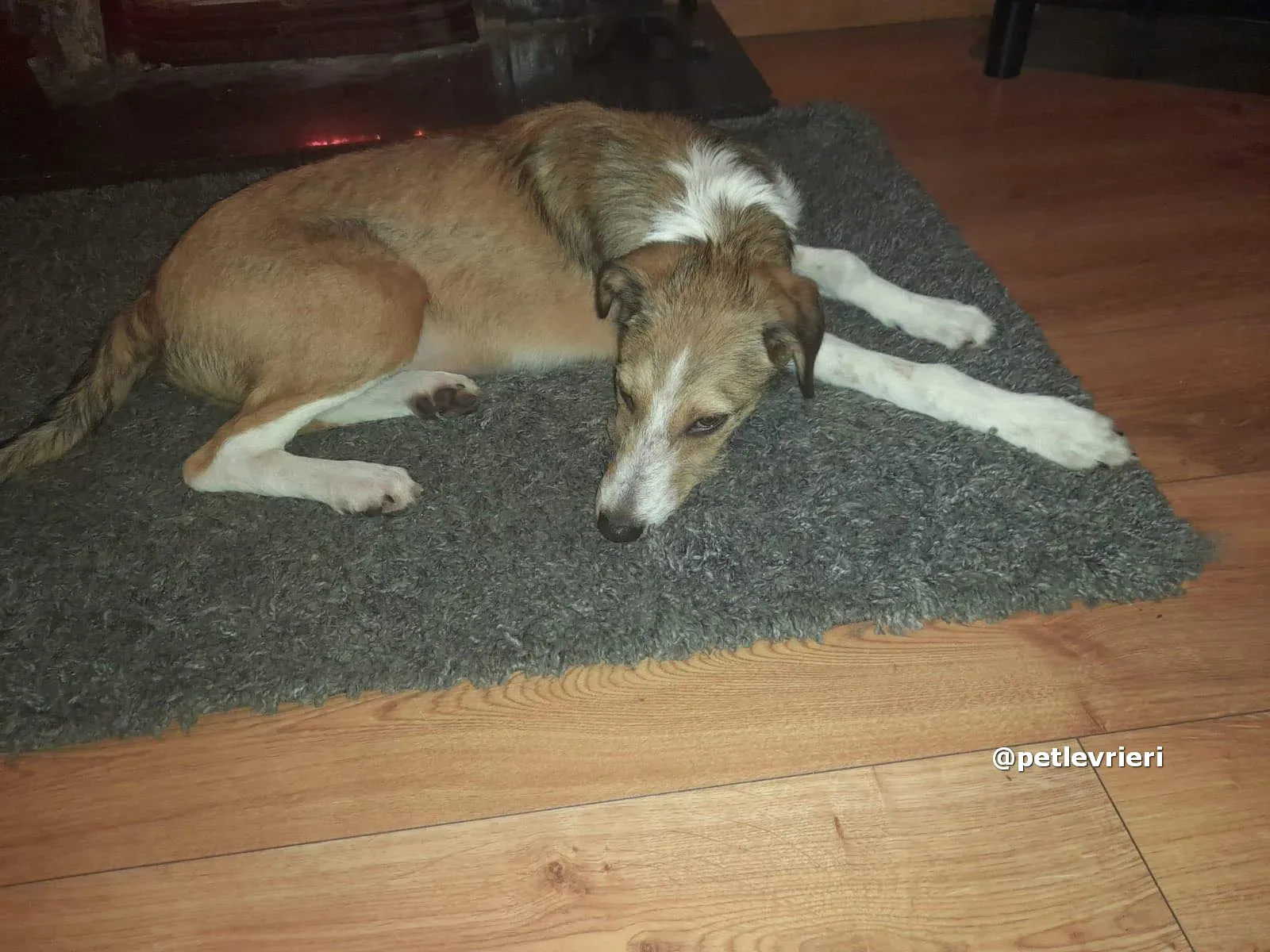prince adozione lurcher saluki pet levrieri 07