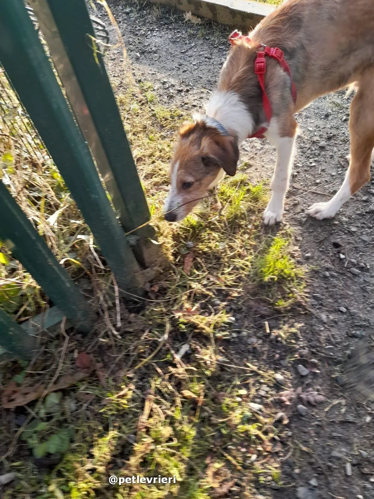prince adozione lurcher saluki pet levrieri 16