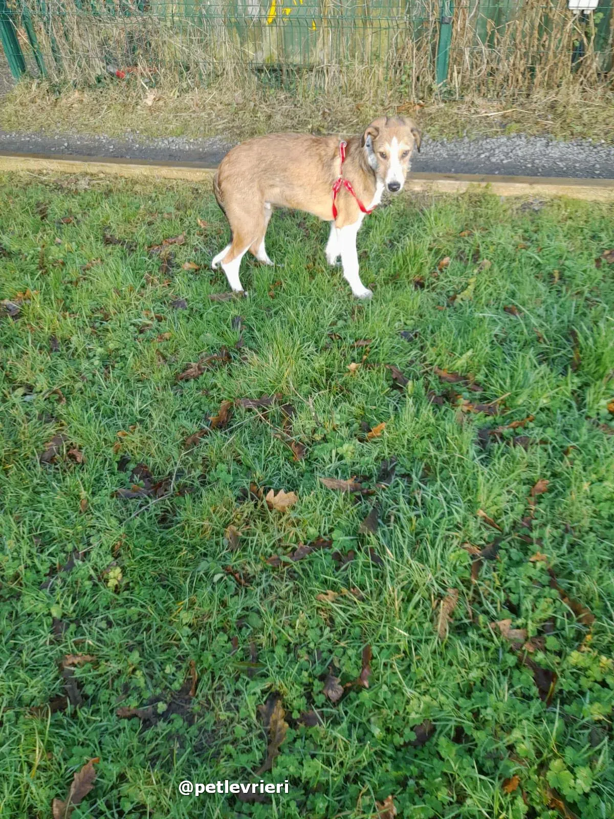 prince adozione lurcher saluki pet levrieri 17