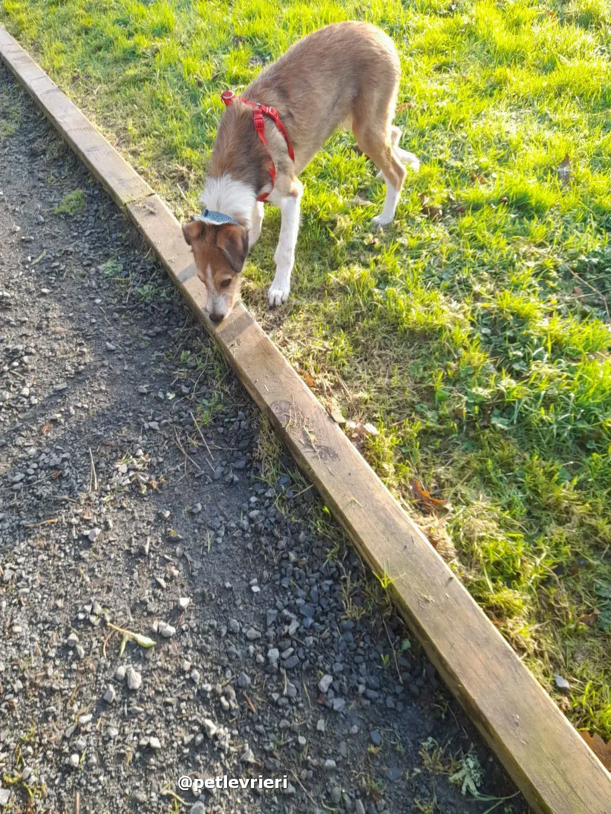 prince adozione lurcher saluki pet levrieri 18