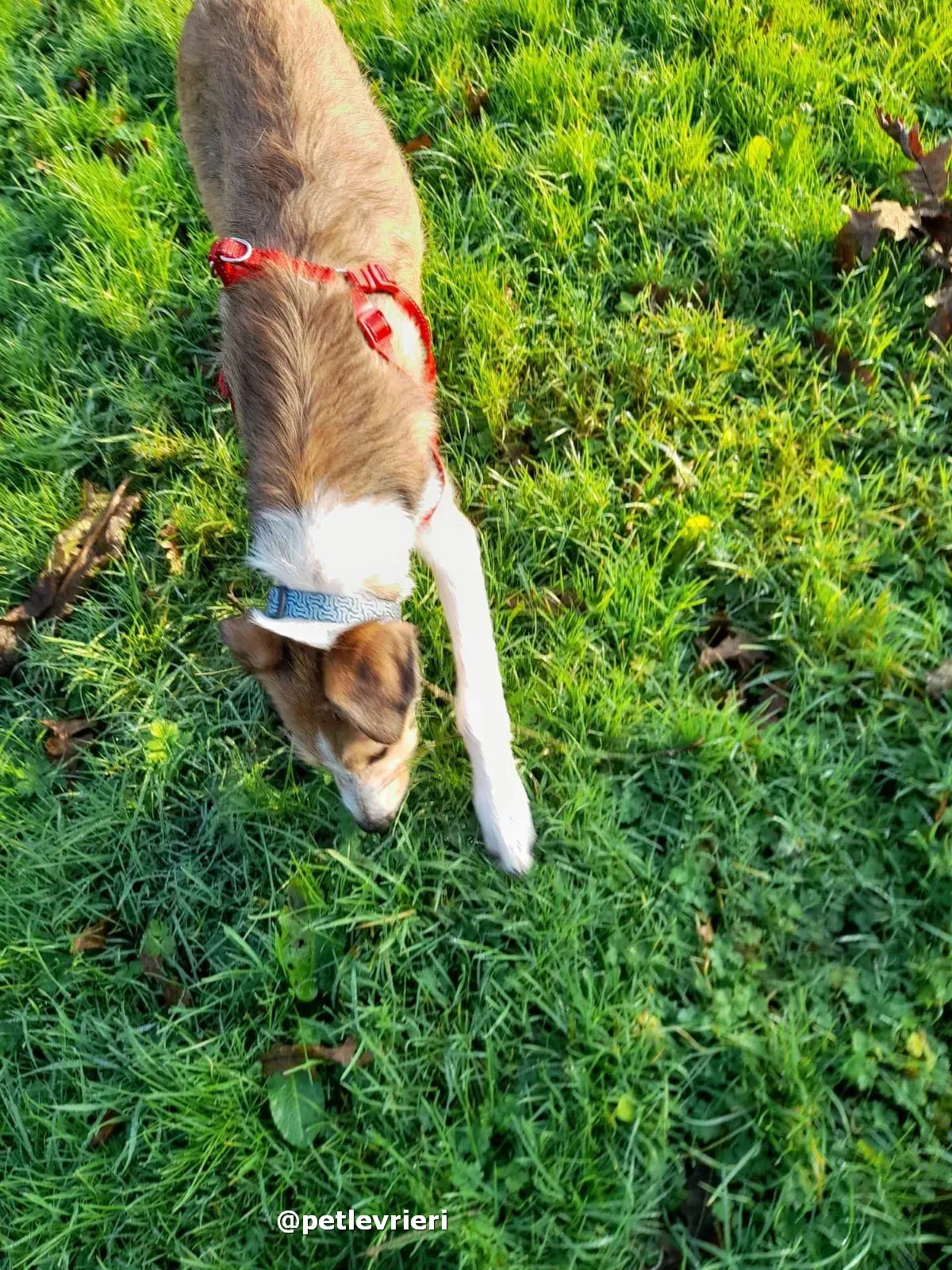 prince adozione lurcher saluki pet levrieri 19