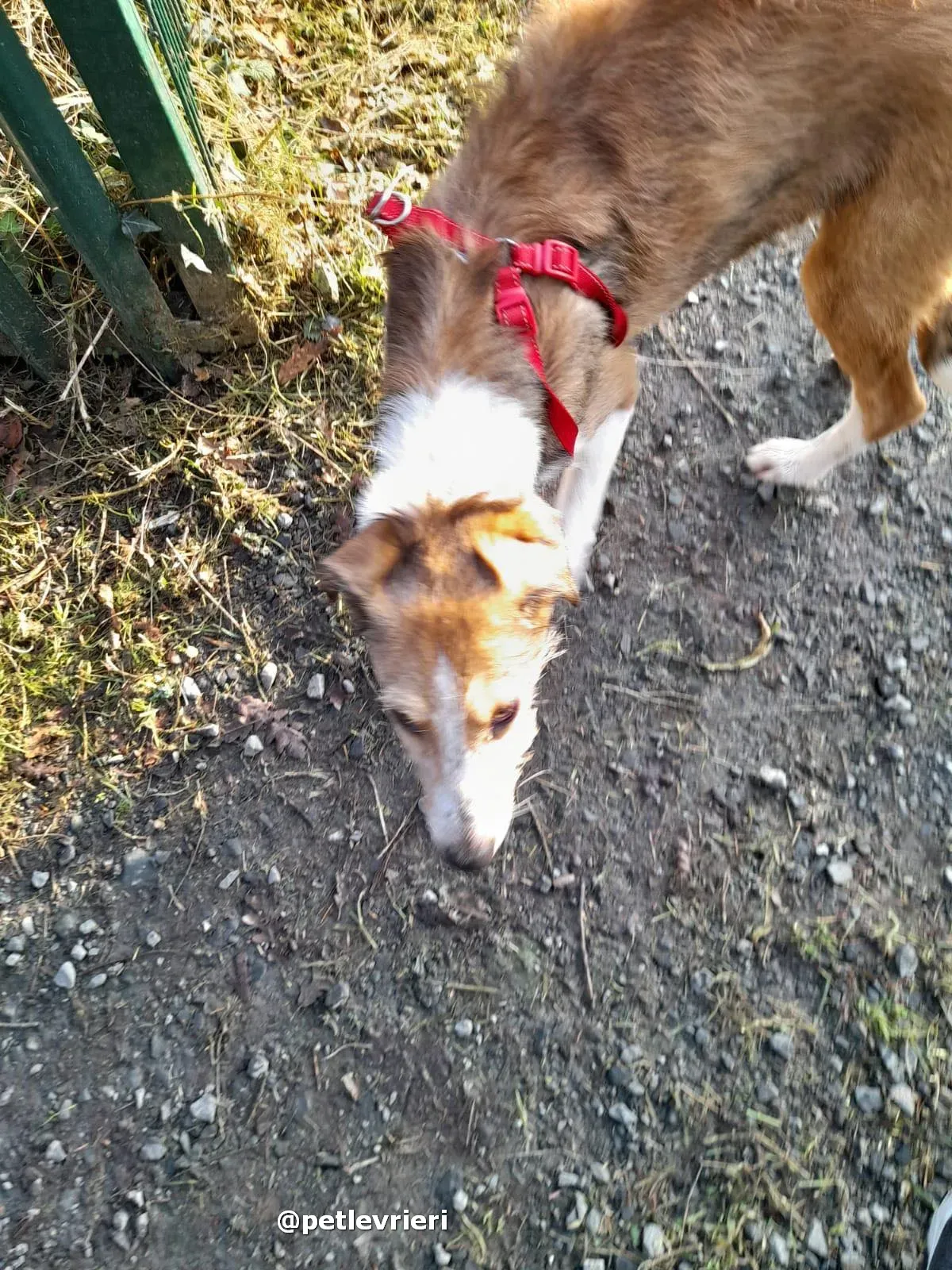 prince adozione lurcher saluki pet levrieri 20