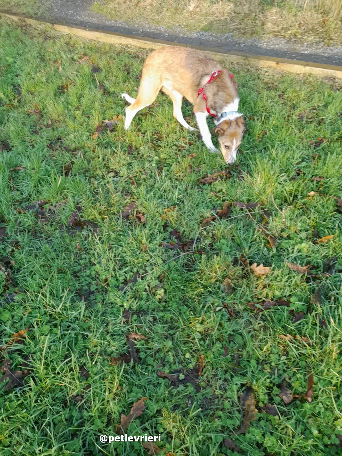 prince adozione lurcher saluki pet levrieri 21